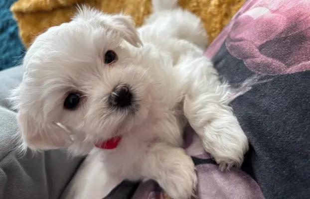 Cudowny maltanczyk 2