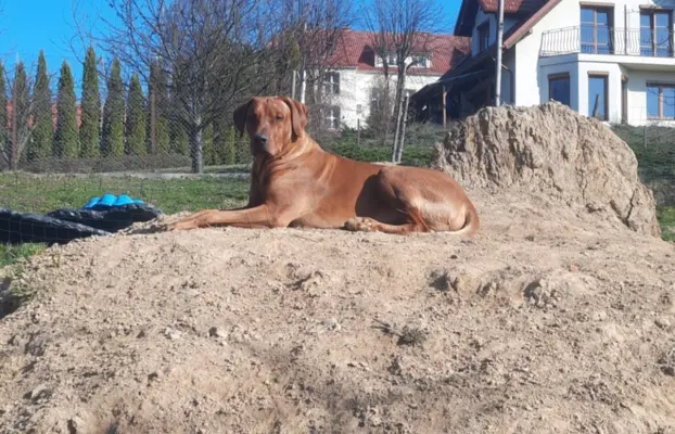 Rhodesian Ridgeback ZKwP/FCI - miot „Serce Afryki” - lipiec 2