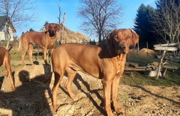 Rhodesian Ridgeback ZKwP/FCI - miot „Serce Afryki” - lipiec 5
