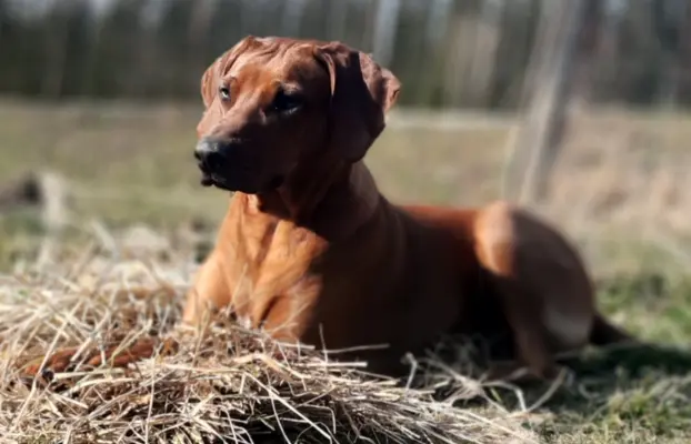 Rhodesian Ridgeback ZKwP/FCI - miot „Serce Afryki” - lipiec 7