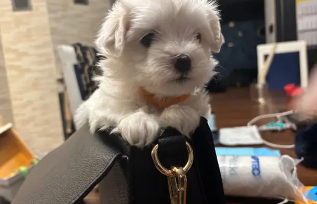 Cudowny maltanczyk 8