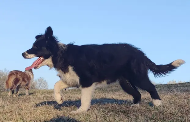 NUKA - Rasowa Suczka BORDER COLLIE z Hodowli - pełna dok. 3