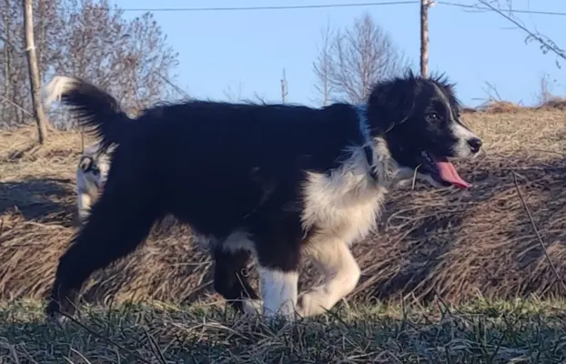 NUKA - Rasowa Suczka BORDER COLLIE z Hodowli - pełna dok. 4