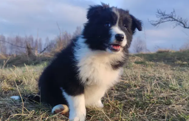 NUKA - Rasowa Suczka BORDER COLLIE z Hodowli - pełna dok. 2