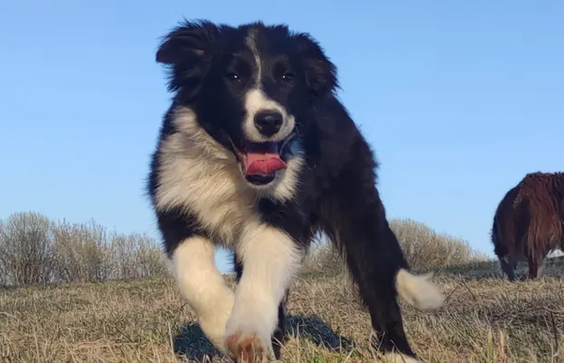 NUKA - Rasowa Suczka BORDER COLLIE z Hodowli - pełna dok. 5