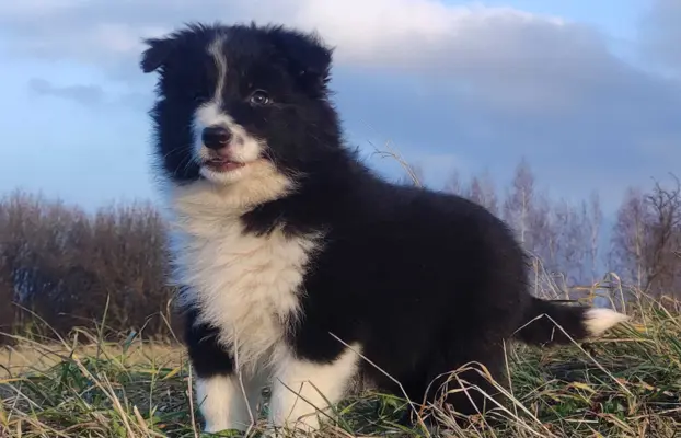 NUKA - Rasowa Suczka BORDER COLLIE z Hodowli - pełna dok. 1