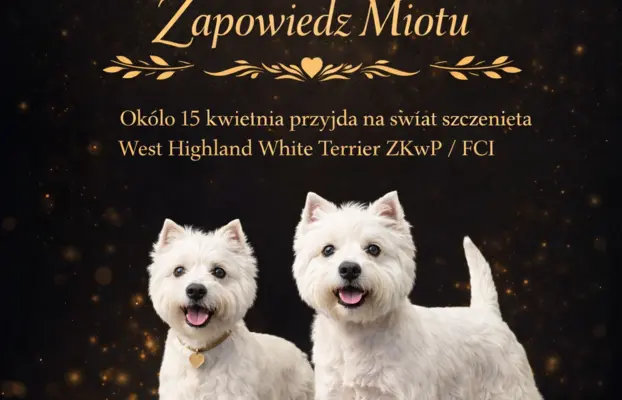 West highland white terrier - Zapowiedź miotu kwiecień 2026 1