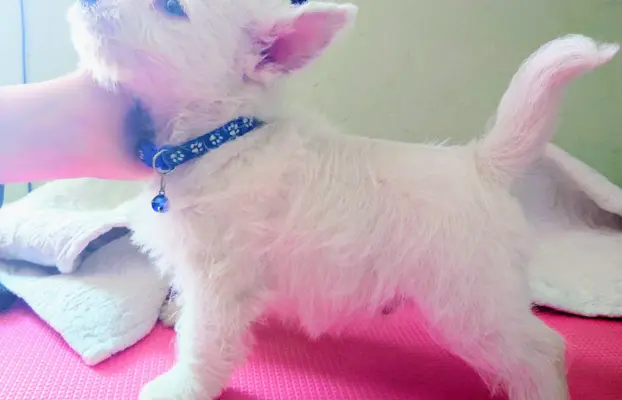 West highland white terrier - Zapowiedź miotu kwiecień 2026 3