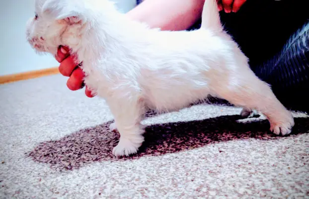 West highland white terrier - Zapowiedź miotu kwiecień 2026 2