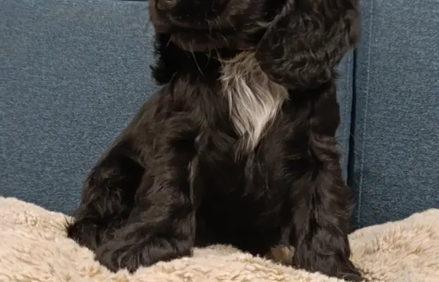 Cocker spaniel angielski 2