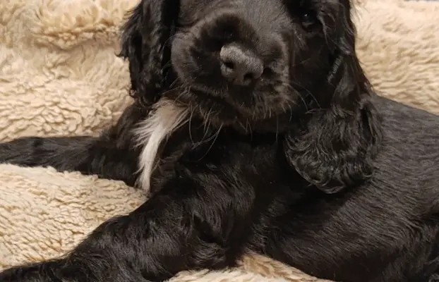 Cocker spaniel angielski 1