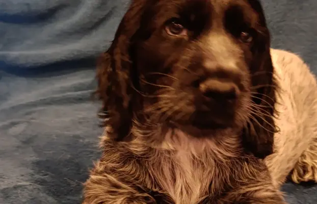 Cocker spaniel angielski 3