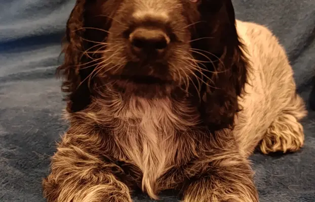 Cocker spaniel angielski 4