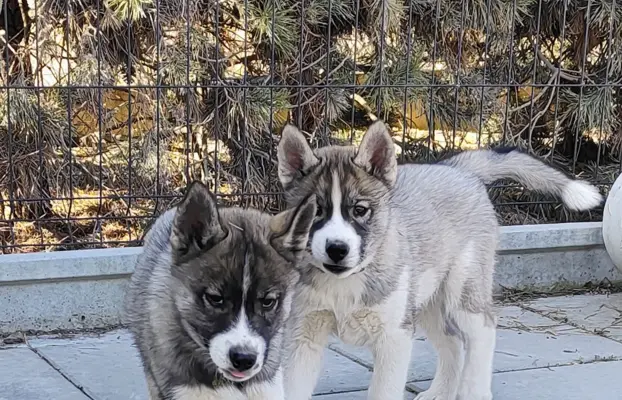 Siberian husky ZKwP/FCI piesek agouti gotowy na nowy dom 1