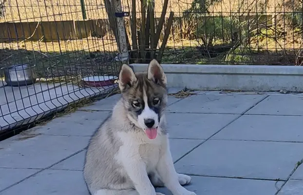 Siberian husky ZKwP/FCI piesek agouti gotowy na nowy dom 2