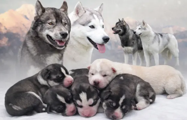 Siberian husky ZKwP/FCI piesek agouti gotowy na nowy dom 4