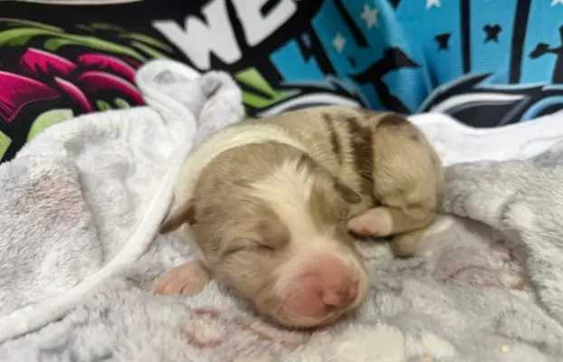 Szczenięta Border Collie 1