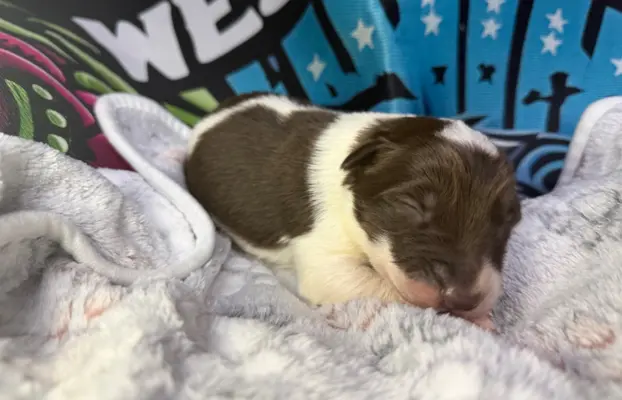 Szczenięta Border Collie 2