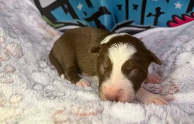 Szczenięta Border Collie 3