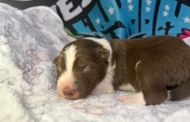 Szczenięta Border Collie 4