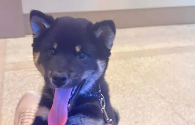 Czarny podpalany samiec Shiba Inu ZKwP / FCI 2