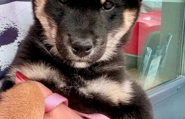 Czarny podpalany samiec Shiba Inu ZKwP / FCI 1