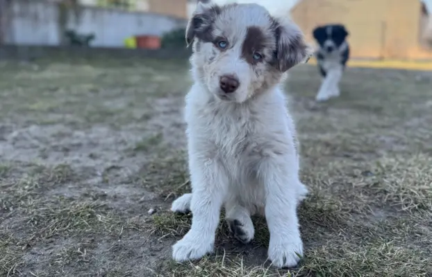 Szczeniaki Border Collie | gotowe do odbioru 7