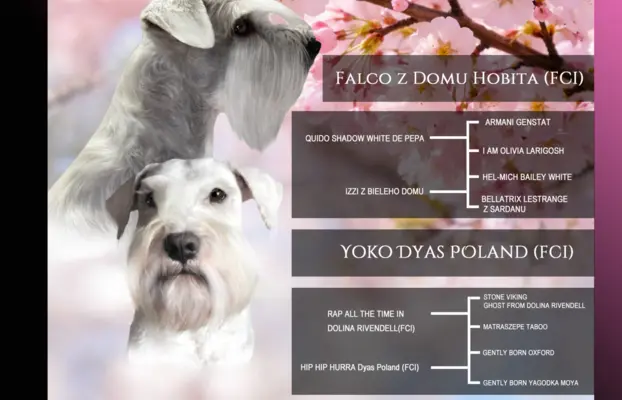 Sznaucer miniaturowy biały 1