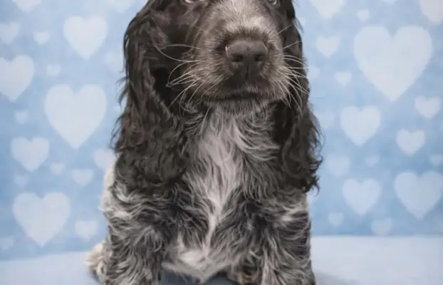 Cocker spaniel angielski 1