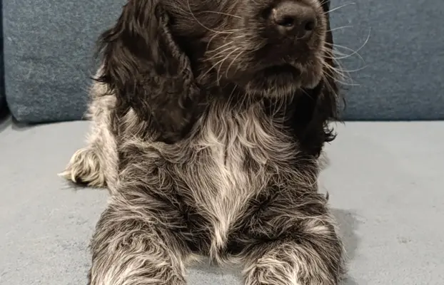 Cocker spaniel angielski 3