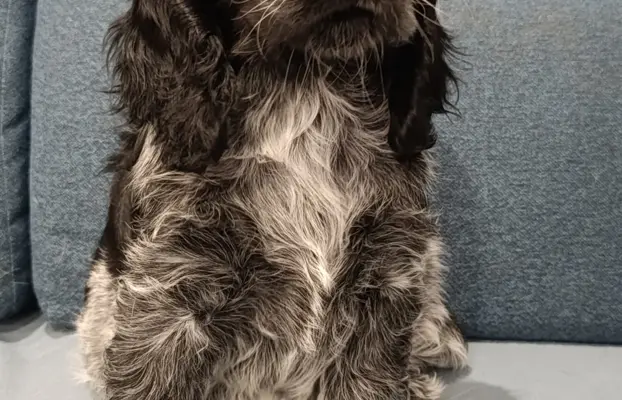 Cocker spaniel angielski 4