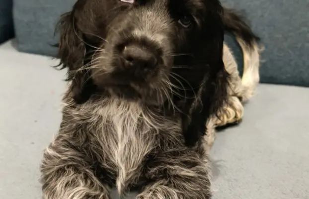 Cocker spaniel angielski 2