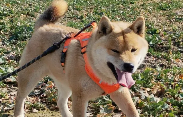 Cztery, czerwone Shiby, trzy pieski i suczka 9