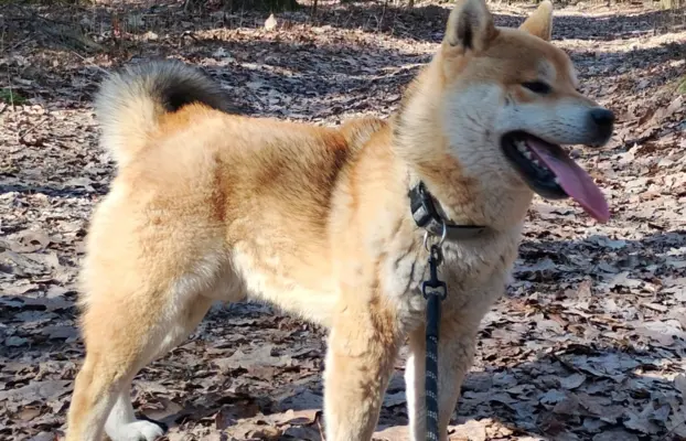 Cztery, czerwone Shiby, trzy pieski i suczka 10