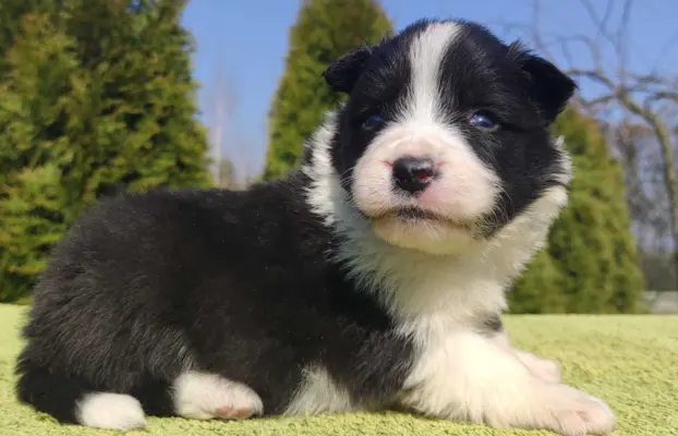 Border Collie maści ee-red, pies z hodowli, pełna dok. 3