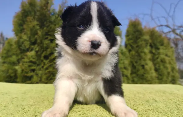 Border Collie maści ee-red, pies z hodowli, pełna dok. 2