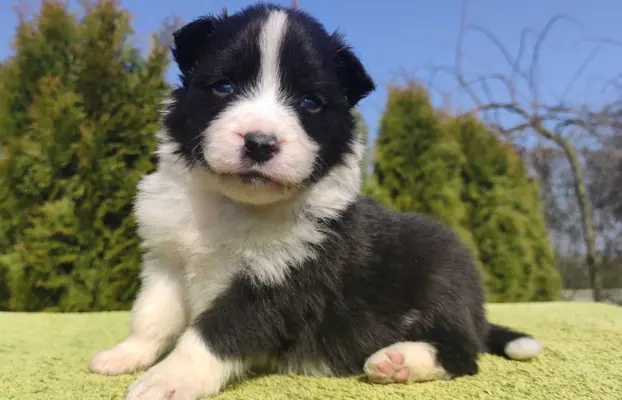 Border Collie maści ee-red, pies z hodowli, pełna dok. 1