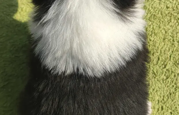 Border Collie maści ee-red, pies z hodowli, pełna dok. 4