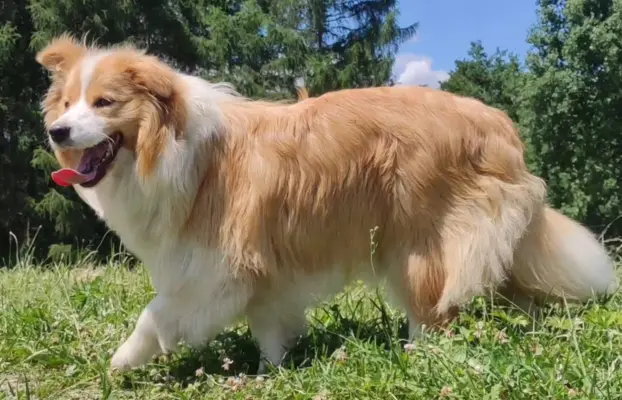 Border Collie maści ee-red, pies z hodowli, pełna dok. 7