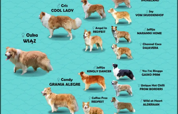 Border Collie maści ee-red, pies z hodowli, pełna dok. 8