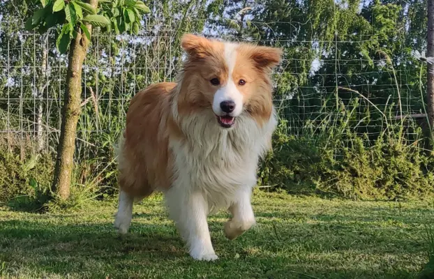 Border Collie maści ee-red, pies z hodowli, pełna dok. 5