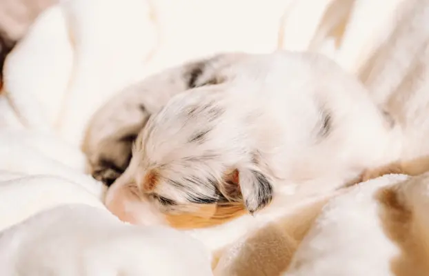 Suczką blue merle z długim ogonem 1