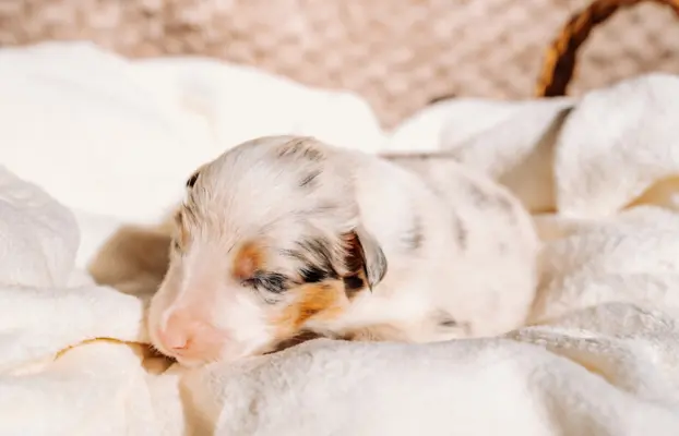 Suczką blue merle z długim ogonem 2