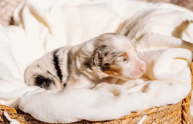 Suczką blue merle z długim ogonem 3