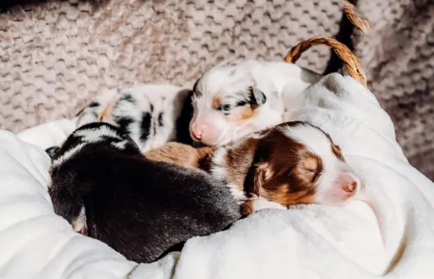 Suczką blue merle z długim ogonem 4