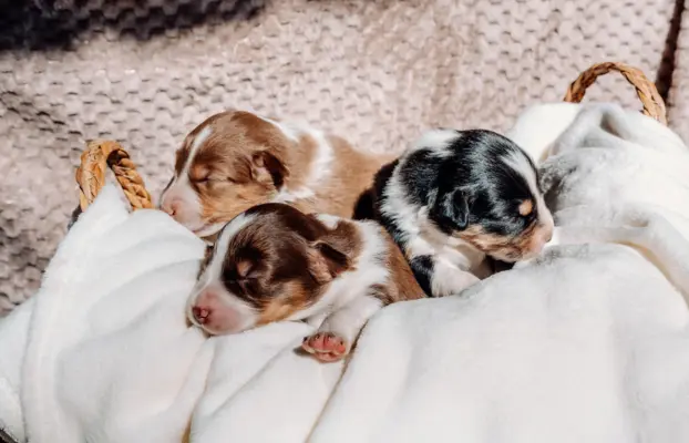 Suczką red tri z długim ogonem 5