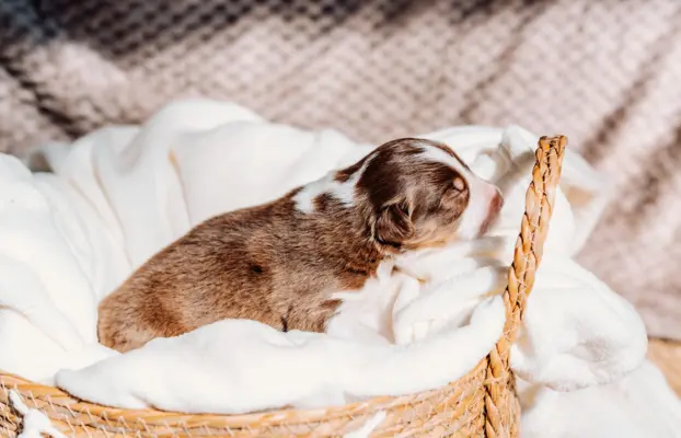 Suczką red tri z długim ogonem 3