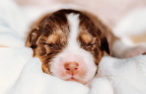 Suczką red tri z długim ogonem 1