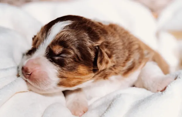 Suczką red tri z długim ogonem 2