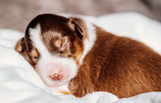 Suczką red tri z długim ogonem 4